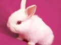 怎么可以吃兔兔回复(揭秘兔子美味的食用指南：兔兔也有春天吃)