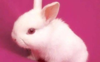 怎么可以吃兔兔回复(揭秘兔子美味的食用指南：兔兔也有春天吃)